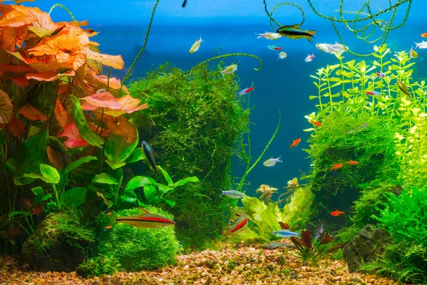 Underwater Life Planted Tropical Fresh Water Aquarium Small Fishes — Stock Photo, Image