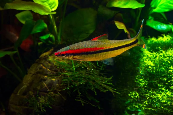 Tropikal Tatlı Balığı Denison Barbs Puntius Denisonii Yerleştirilmiş Tropikal Akvaryum — Stok fotoğraf