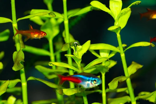 Bulles Oxygène Sur Les Feuilles Des Plantes Aquarium Eau Douce — Photo