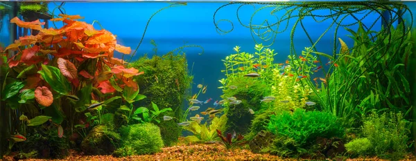 Underwater Jungle Tropical Fresh Water Aquarium Live Dense Red Green — Stock Photo, Image