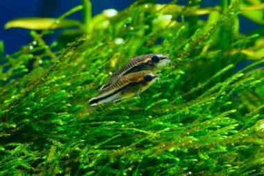 Corydoras pygmaeus veya Pigme Cory ekili tropikal tatlı su akvaryum grubu