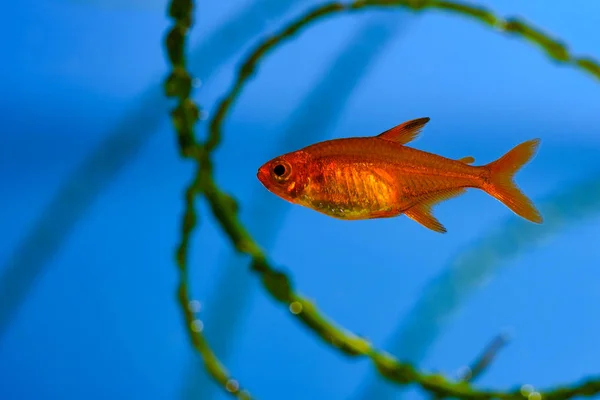 Kleine Schoonheid Ember Tetra Hyphessobrycon Amandae Beplante Tropische Zoetwater Aquarium — Stockfoto