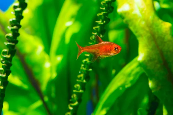 Malé Kosmetické Ember Tetra Nebo Hyphessobrycon Amandae Osázených Tropické Sladkovodní — Stock fotografie