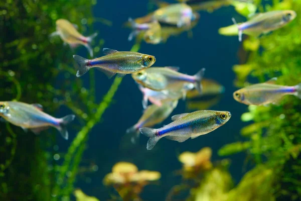 Small Beauty Blue Tetra Boehlkea Fredcochui Planted Tropical Fresh Water — Stock Photo, Image