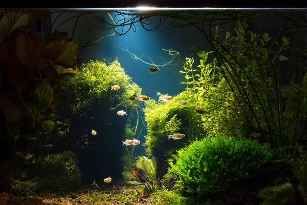 暗蓝色背景下的小鱼低键种植热带淡水水族馆夜景 — 图库照片