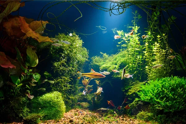 Підводні Джунглі Тропічному Прісноводному Акваріумі Живими Густими Червоними Зеленими Рослинами — стокове фото