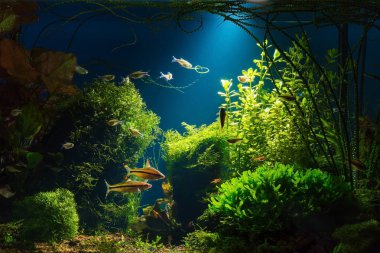 Canlı bitkiler, farklı balıklar ve düşük anahtar, 300 dpi olarak mavi arka plan ile tropikal tatlı su akvaryum ışık demeti