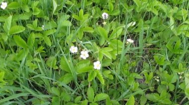 Arı çilek çiçekler - 13s pollinates