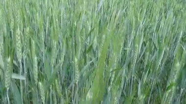 Rüzgar - 41s sallanan alanında genç buğday arka plan