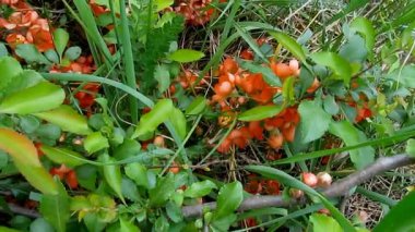 Bir yaban arısı arasında pembe Ayva çiçek - 21'lerin uçar