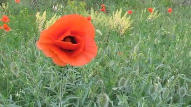 Veronica persica - 59s yatıştırıcı arka plan için meditasyon ile yavaşça-mavi çayır çiçekler