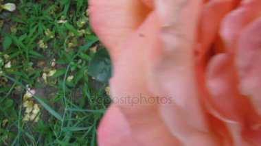 Rose chafer beetle ya da huzur içinde gül pembe bir çiçek içinde yatan Cetonia aurata tarafından insan parmağı sırtını - 19s döndü yapıldı.