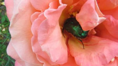 Yeşil gül chafer böceği aktif rosebud - 34s rummages