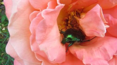 Büyük yeşil parlak böcek Rose chafer bir güzel pembe Gül çiçek - 50s içinde oturan onun anten temizler