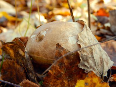 mantar çörek sonbahar