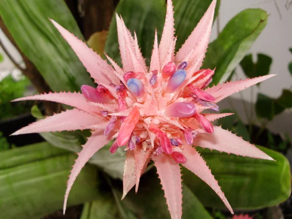 Spin op bromelia bloem — Stockfoto