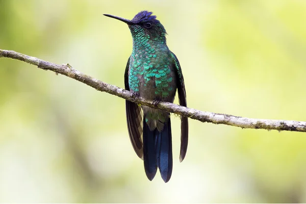 Hummingbird in Branch — Stock Photo, Image