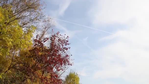 Weg tussen veld en bos — Stockvideo