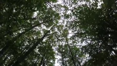 Eski orman yolu