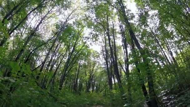 Vieille route forestière 