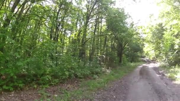Rural bos wegkırsal orman yolu — Stockvideo