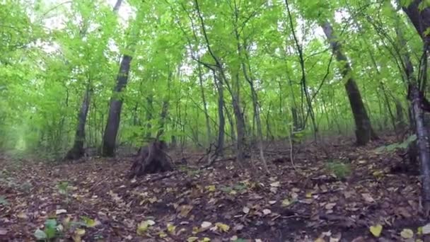 Camino olvidado del bosque — Vídeo de stock