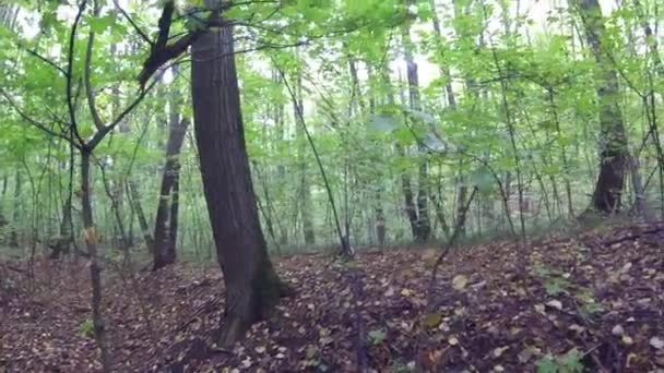 Un barranco en un bosque de pinos — Vídeos de Stock