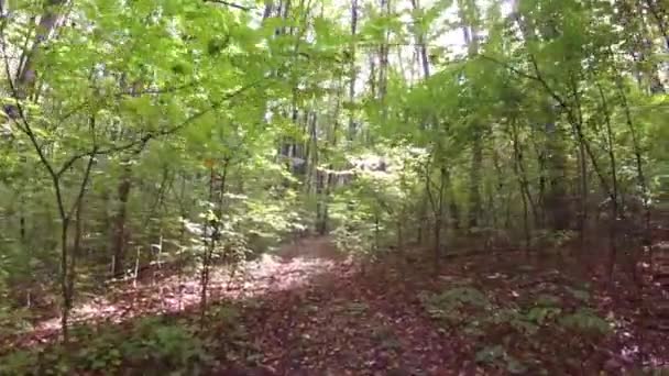 Caminho florestal. Amanhecer na floresta . — Vídeo de Stock