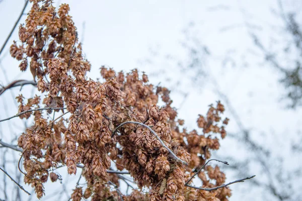 Asılı meyve atlama