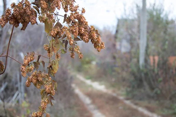 Asılı meyve atlama