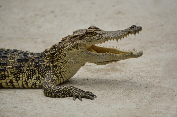 Crocodile animal danger
