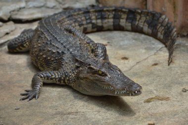 Timsah hayvan tehlike