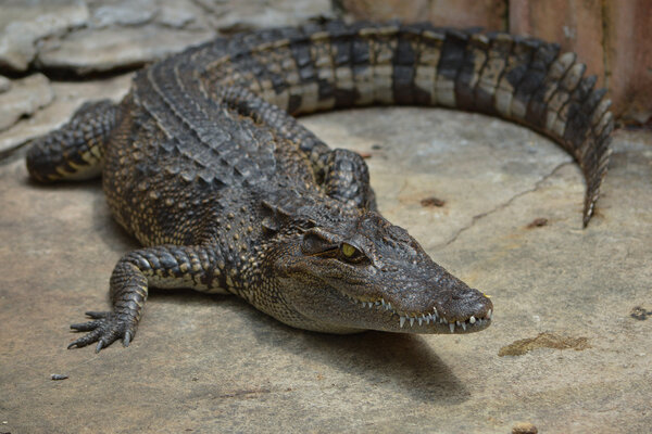 Crocodile animal danger