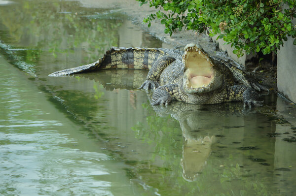 Crocodile animal danger