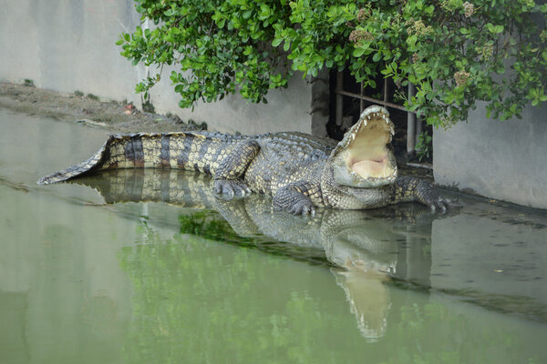 Crocodile animal danger
