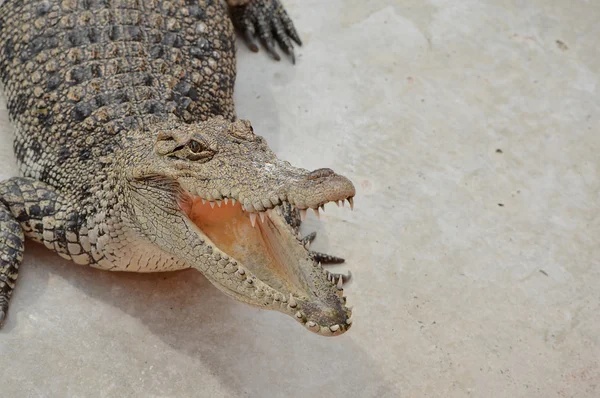 Krokodyl zwierząt niebezpieczeństwo — Zdjęcie stockowe
