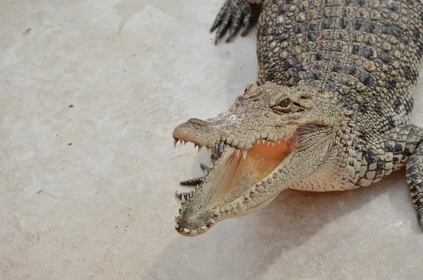 Krokodyl zwierząt niebezpieczeństwo — Zdjęcie stockowe
