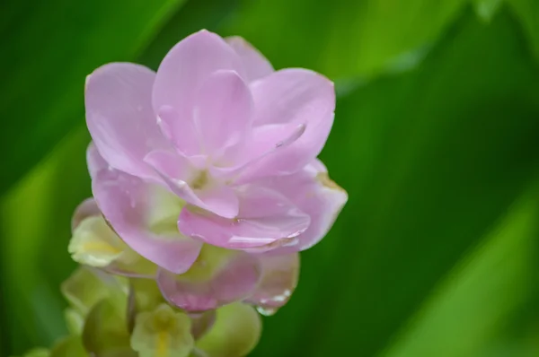 Flor de tulipa do Sião — Fotografia de Stock