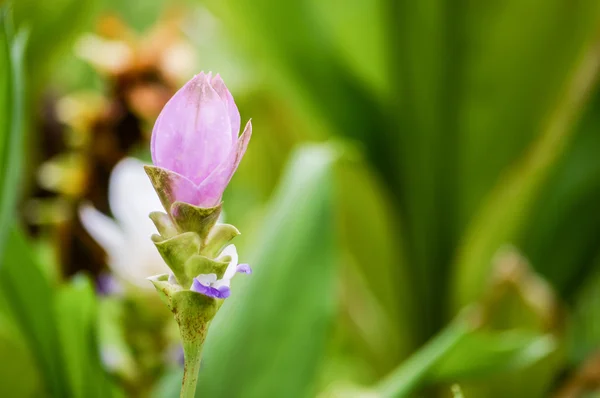 Flor de tulipa do Sião — Fotografia de Stock
