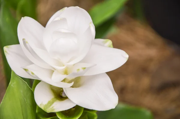 Flor de tulipa do Sião — Fotografia de Stock