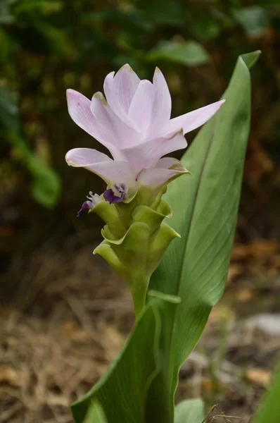 Flor de tulipa do Sião — Fotografia de Stock