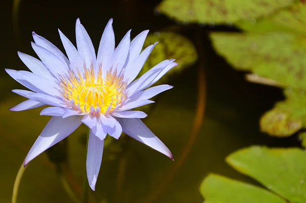 White water lily — Stock Photo, Image