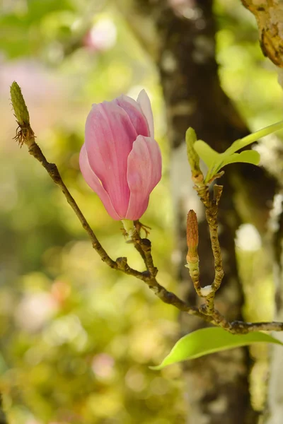 Magnolia flower plant — Stock Photo, Image