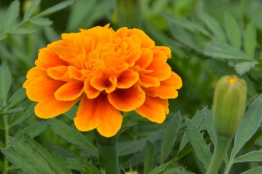 Kadife çiçeği çiçektir