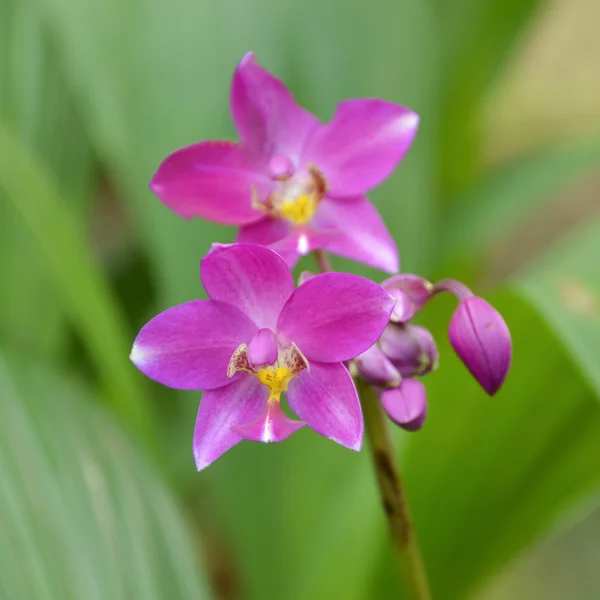 Orchid is flower — Φωτογραφία Αρχείου