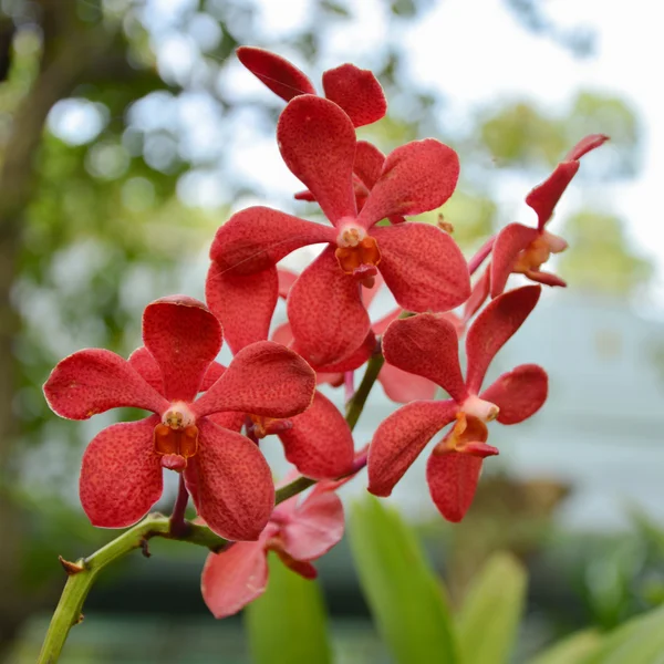 Orquídea é flor — Fotografia de Stock