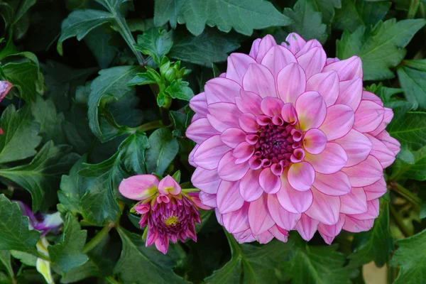 Dahlia is  flower — Stock Photo, Image