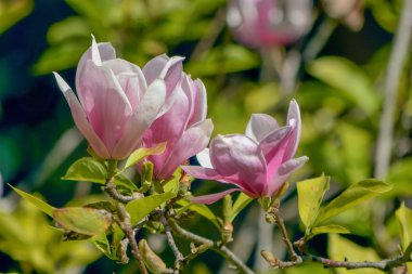 Manolya ağacı çiçek