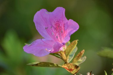 Ormangülü çiçek renk 