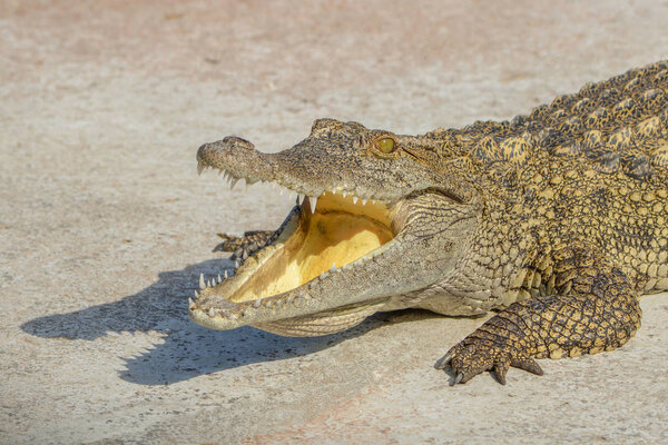 Crocodile animal nature